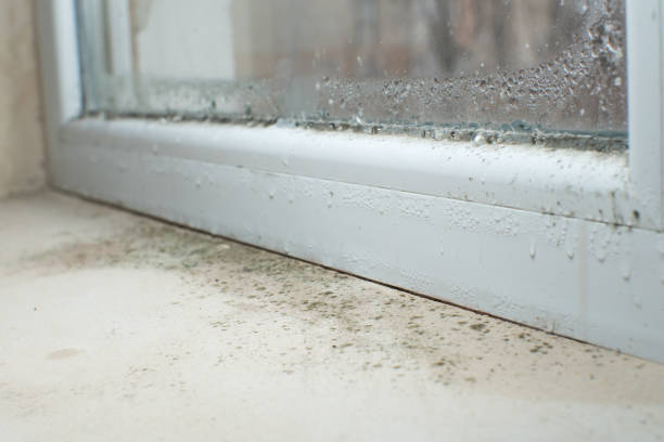 Why You Should Choose Our Mold Remediation Services in Cedar Ridge, CA